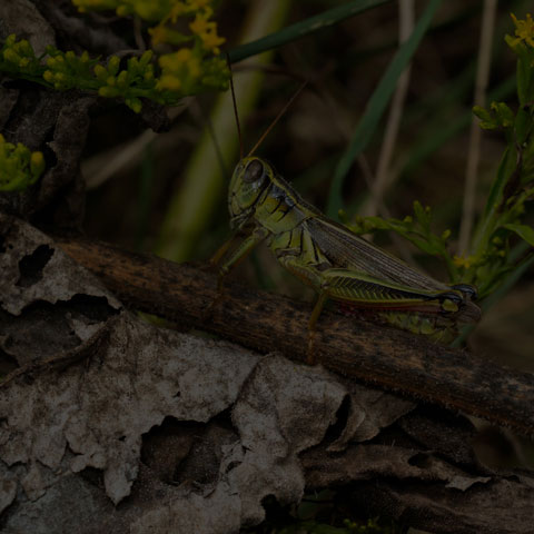 Two-striped Grasshopper
