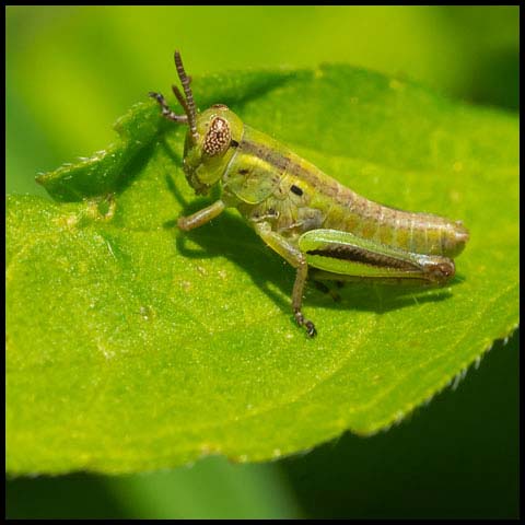 Two-striped Grasshopper