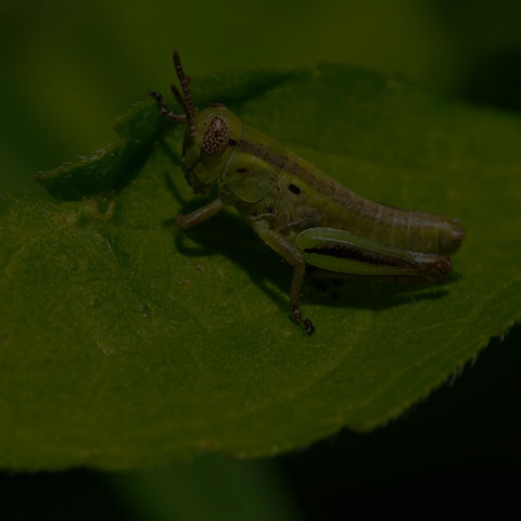 Two-striped Grasshopper