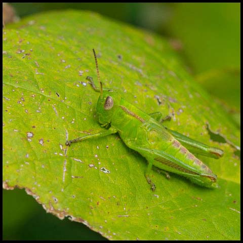 Two-striped Grasshopper