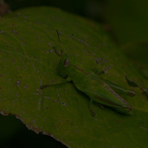 Two-striped Grasshopper