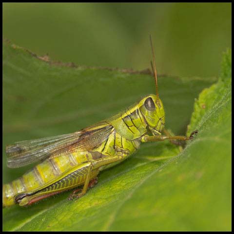 Two-striped Grasshopper