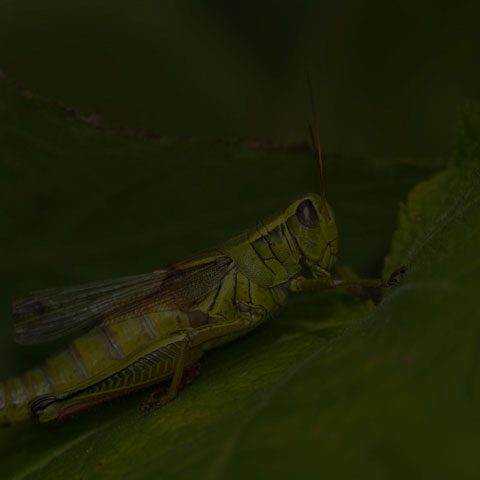 Two-striped Grasshopper