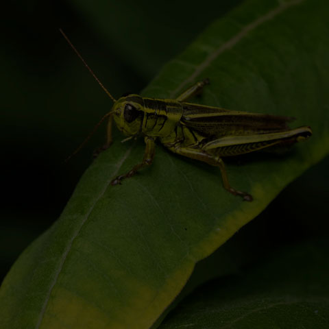 Two-striped Grasshopper