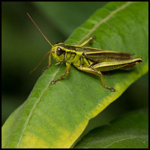 Two-striped Grasshopper