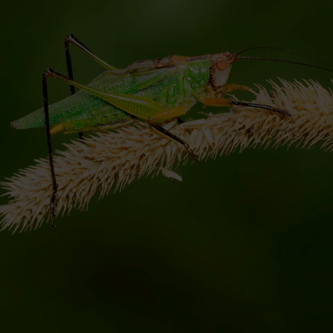 Black-legged Meadow Katydid