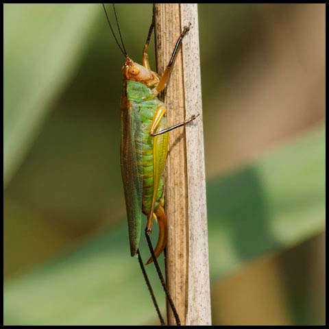 Black-legged Meadow Katydid