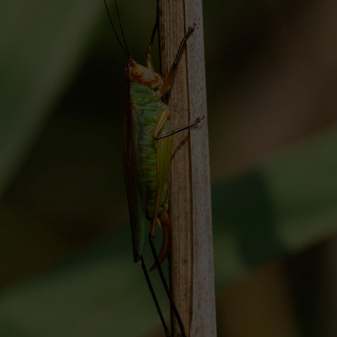 Black-legged Meadow Katydid