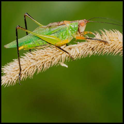 Black-legged Meadow Katydid