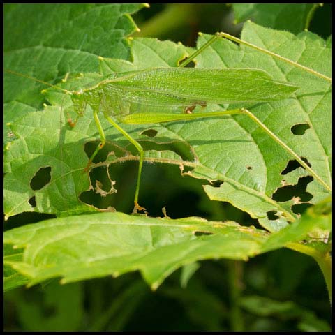 Fork-tailed Bush Katydid