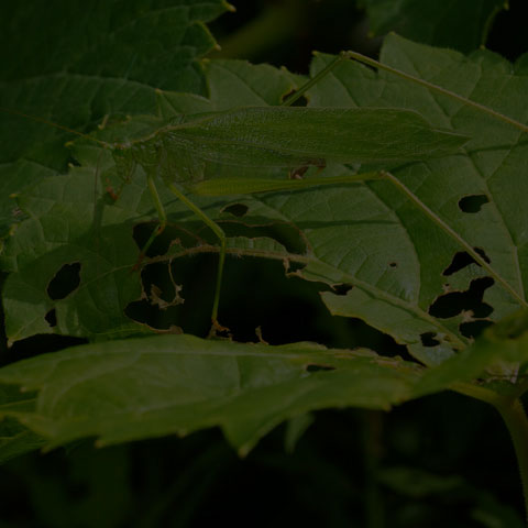 Fork-tailed Bush Katydid