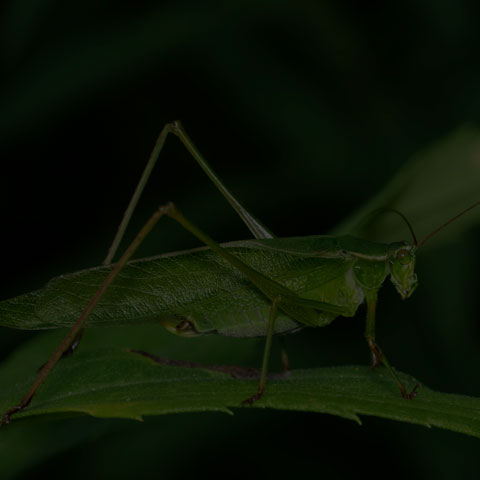 Fork-tailed Bush Katydid