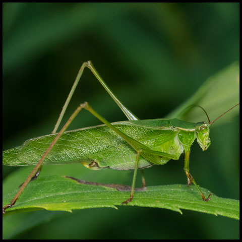 Fork-tailed Bush Katydid