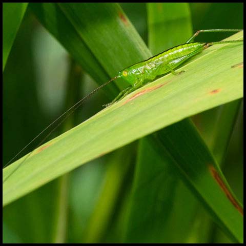 Meadow Katydid