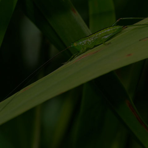Meadow Katydid