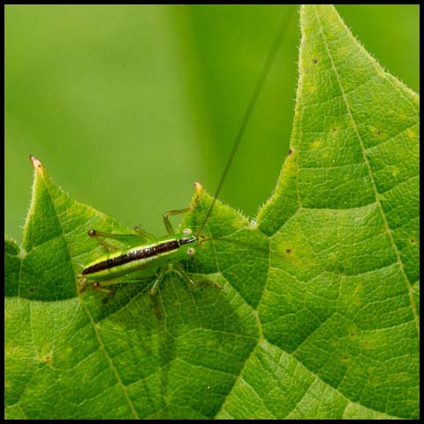 Meadow Katydid