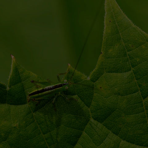 Meadow Katydid