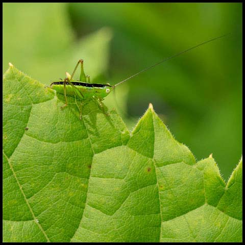 Meadow Katydid