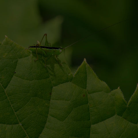 Meadow Katydid