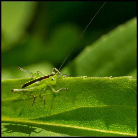 Meadow Katydid