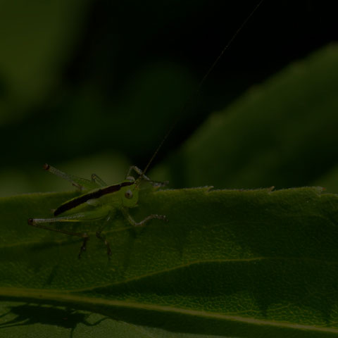 Meadow Katydid