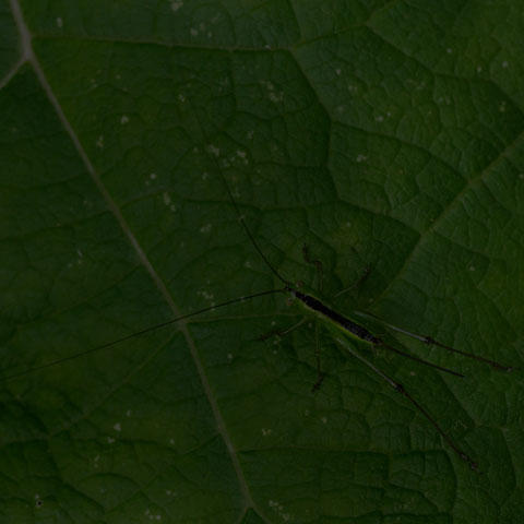 Meadow Katydid