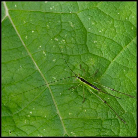 Meadow Katydid