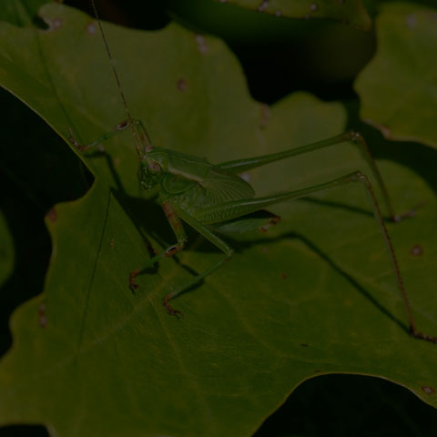 Scudder's Bush Katydid