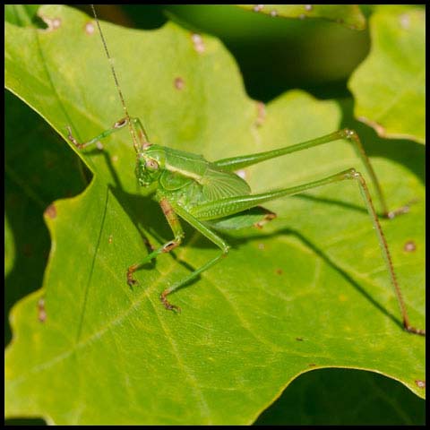 Scudder's Bush Katydid