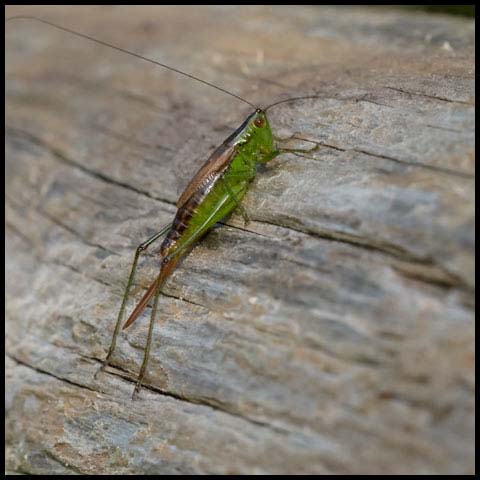 Short-winged Meadow Katydid