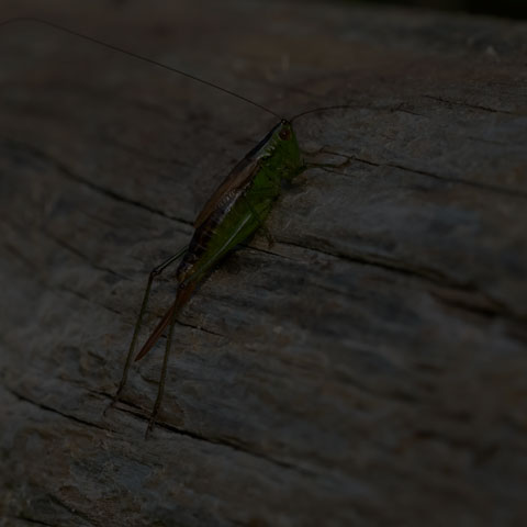 Short-winged Meadow Katydid