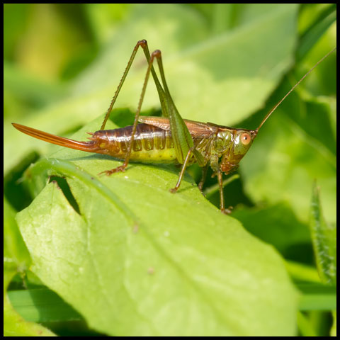 Short-winged Meadow Katydid