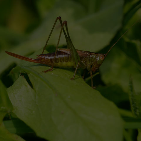 Short-winged Meadow Katydid