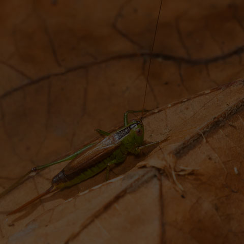 Short-winged Meadow Katydid