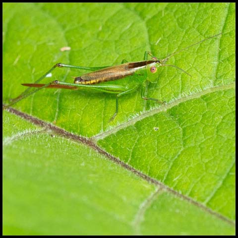Short-winged Meadow Katydid