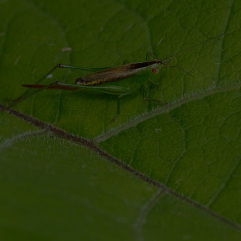Short-winged Meadow Katydid