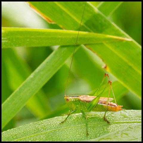 Short-winged Meadow Katydid
