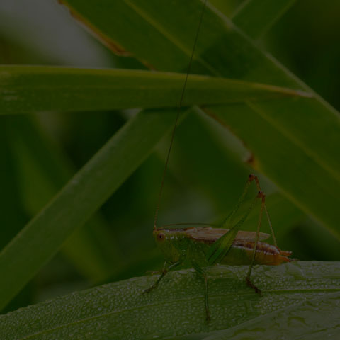 Short-winged Meadow Katydid