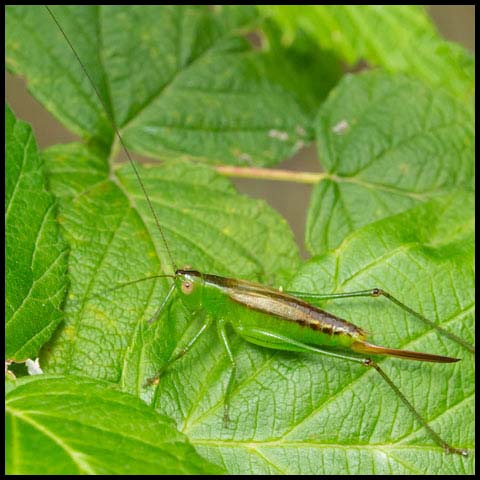 Short-winged Meadow Katydid