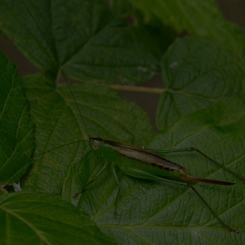 Short-winged Meadow Katydid