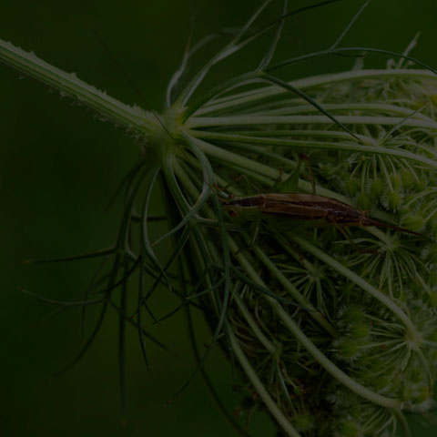 Short-winged Meadow Katydid