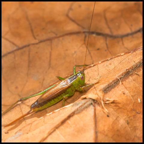 Short-winged Meadow Katydid