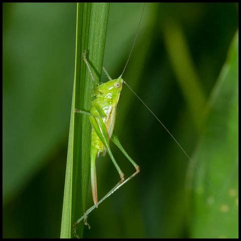 Slender Meadow Katydid