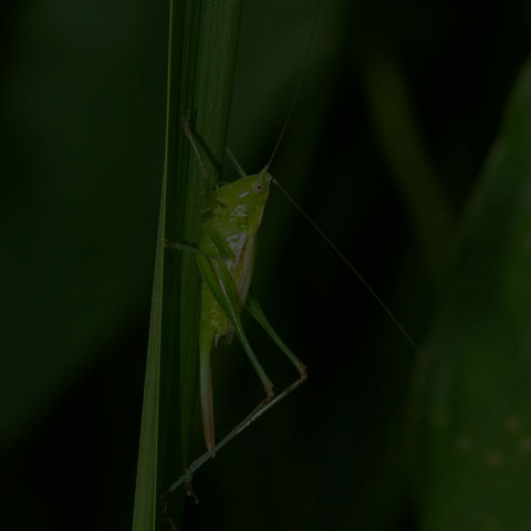 Slender Meadow Katydid
