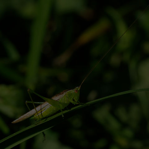 Slender Meadow Katydid