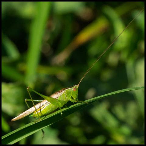 Slender Meadow Katydid