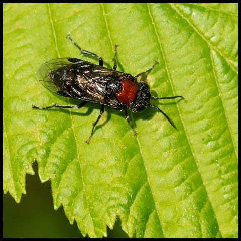 Alder Sawfly