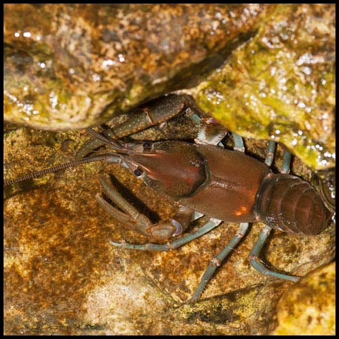 Big Water Crayfish