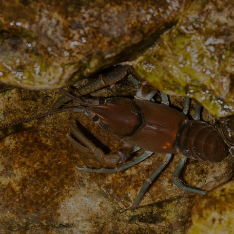 Big Water Crayfish