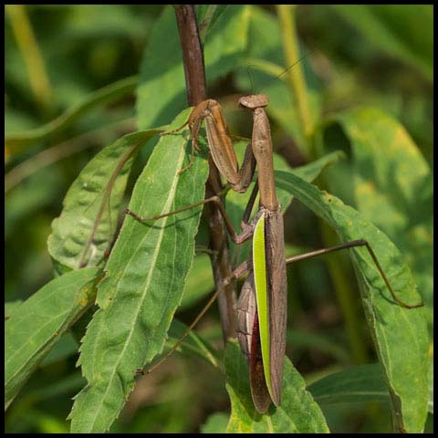 Chinese Mantis